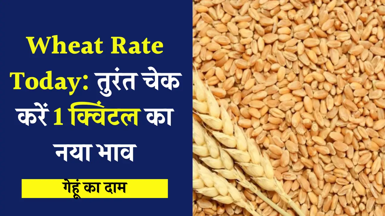 Wheat Price